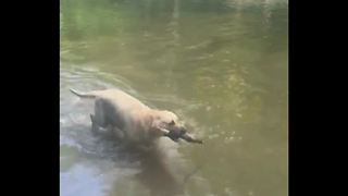 An Adorable Dog Juggles Stick In The Water