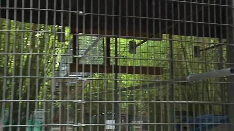 The Talkin' Monkeys Project provides forever home to rescued primates