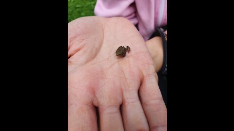 Adorable girl kisses the frog