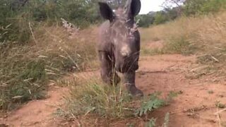 Neshorn-baby elsker kameraet!