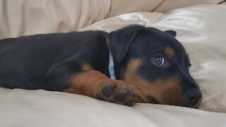 Adorable puppy gets caught with uncontrollable hiccups