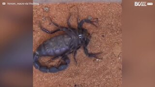 Time-lapse: un scorpion se défait de son exosquelette