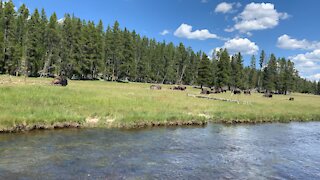 Field of Bison at Yellowstone