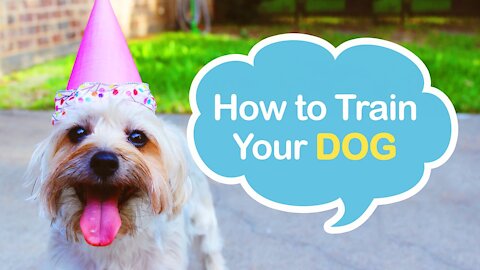 🐕 Basic Dog Training – TOP 10 Essential Commands 🐕