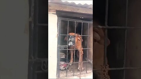 South African Boerboel Dog Growling & Barking Aggressively #boerboel #viral #trending #dog #shorts