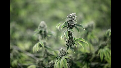 Marijuana cultivator sues Nevada