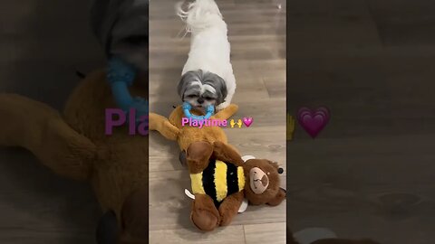 🐶 Doggy playing playtime #2023 #love #dog #doglover #loisbeautyluxe #play #love #shitzu