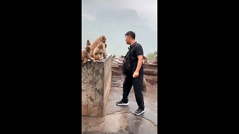 The Monkey 🐒 Was Frightened