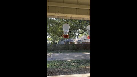 Enchanting Hummingbird Feeding Frenzy