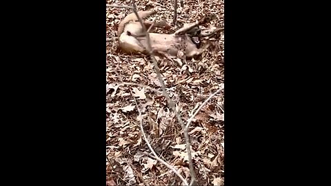 Belgian Malinois does a death roll trying to break a tree.