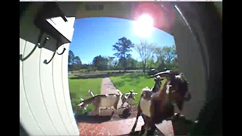 Gang of goats knock on home's front door