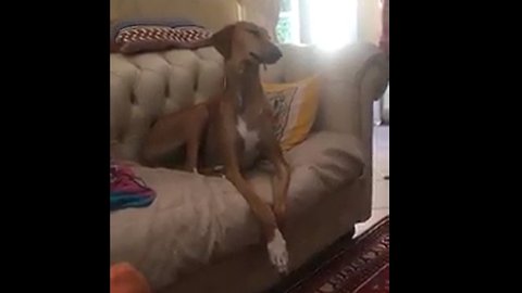 Dog Fall Asleep While Watching Sport