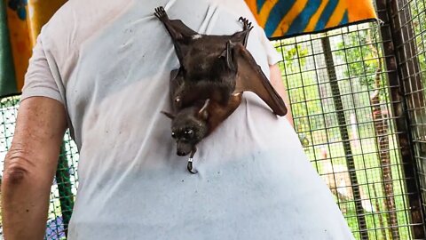 Mandi's Bats Love Eating Foliage, Even In Pouring Rain - Behind The Scenes Working In A Bat Aviary