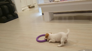 This Jack Russell playing with a hoop just like a Rhythmic gymnastics fairy!