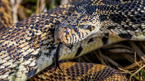 An encounter with a giant Bullsnake