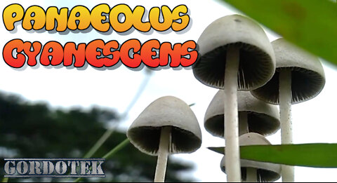 Panaeolus Cyanescens: Crown Jewel of Mushrooms