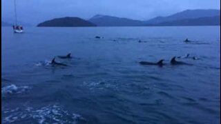 Dolphins put on a show for sailors