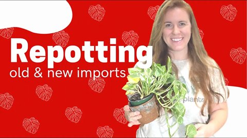 Repotting New & Old Plant Imports. Chit Chat & More | Gardening In Canada