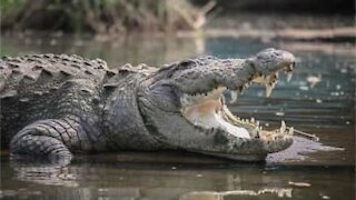 Crocodilo salta e assusta visitantes