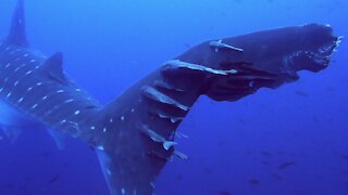 Researchers find gigantic whale shark with deformed tail