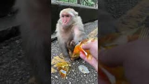 🐒 Cute Baby Monkey #30