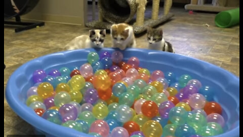 Cute kittens play in ball pit 🐈