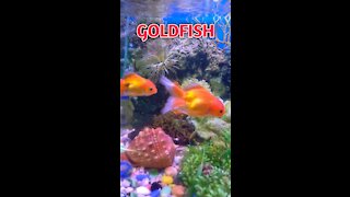 goldfish