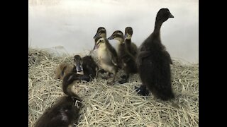 Two sets of ducklings