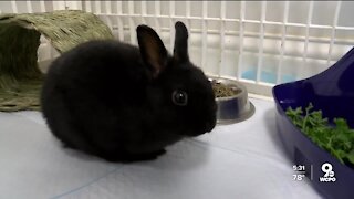 Middletown volunteers scrambling to find forever homes for dozens of abandoned bunnies