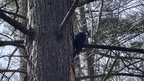 Pileated Wood Pecker is back 5