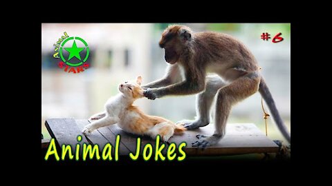 Animal Jokes Funny Dogs Cute Cats Amazing Pets Jokes