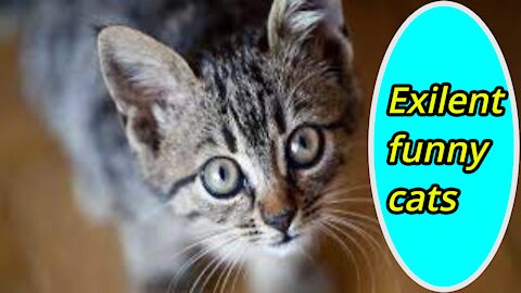 Baby Cats - Cute and Funny Cat Videos Compilation Aww Animals