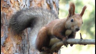 Squirrel with a chic tail