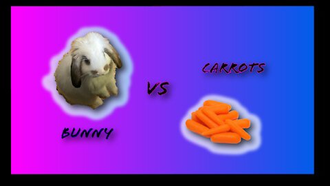 Bunny can't stop eating carrots