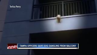 Dog rescued after three-story fall from balcony