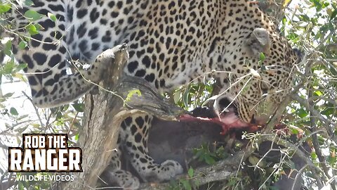 Leopard Feeds In A Tree | Maasai Mara Safari | Zebra Plains