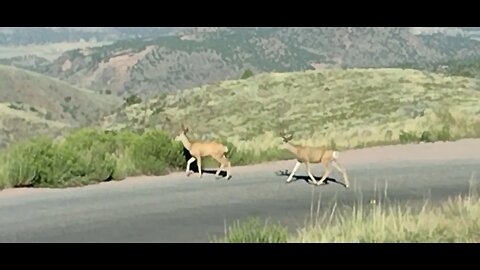 5 White tail bucks parade