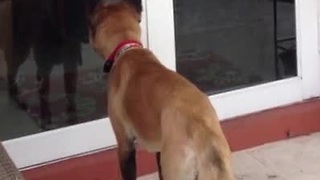 Clever Dog Learns How To Open Backyard Door