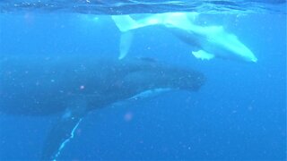 Mother and baby humpback whales rise from the depths beside swimmers