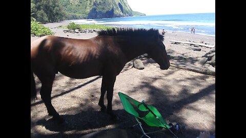 Waipio Beach and up the worlds steepest road