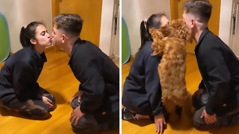 Jealous puppy won't let owner kiss his girlfriend