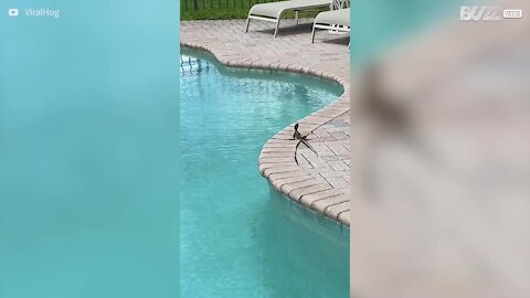 Un lézard piège un chien en traversant la piscine