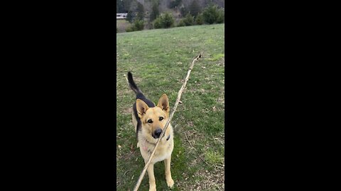 POWERFUL German Shepherd CHOMP