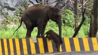 Elephant helps calf to scale roadside barrier
