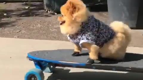 Cool Pomeranian Is A Skateboarding Genius