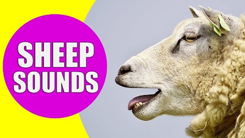 Best Sheep sounds Effects with Video