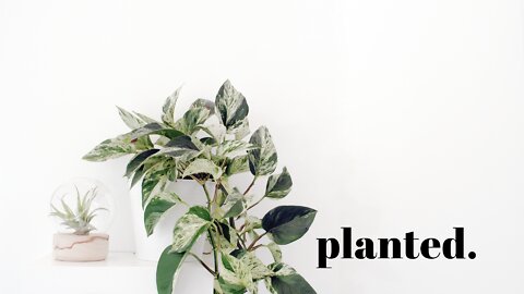 Are You Planted?