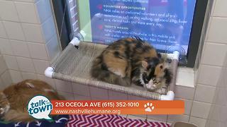 Nashville Humane Association Pet of the Week 6-23-17