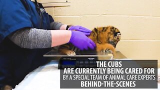 Cleveland Zoo welcomes birth of two Amur tiger cubs