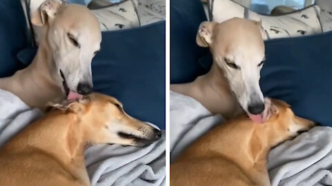 the whippet dog takes care of her husband